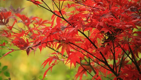 garden in autumn