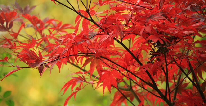 garden in autumn